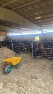 La paja de los animales debe evitar la humedad